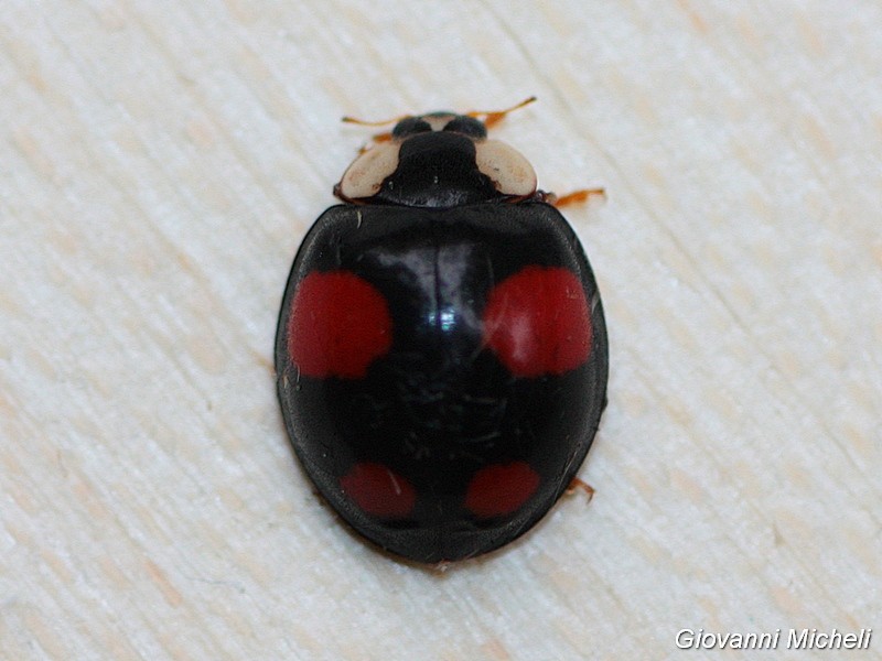 Coccinellidae: Harmonia axyridis